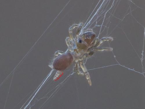 Atypus sp.